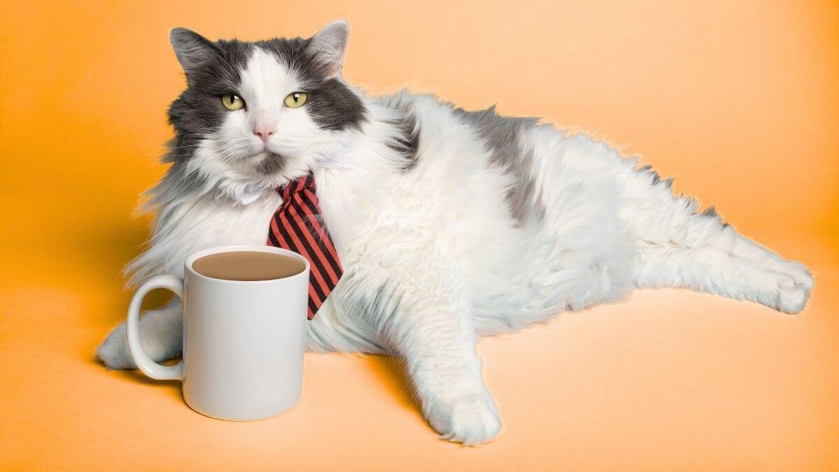 Relatos de um Gato Viajante: uma resenha emocionante que vai conquistar o coração de quem ama gatos