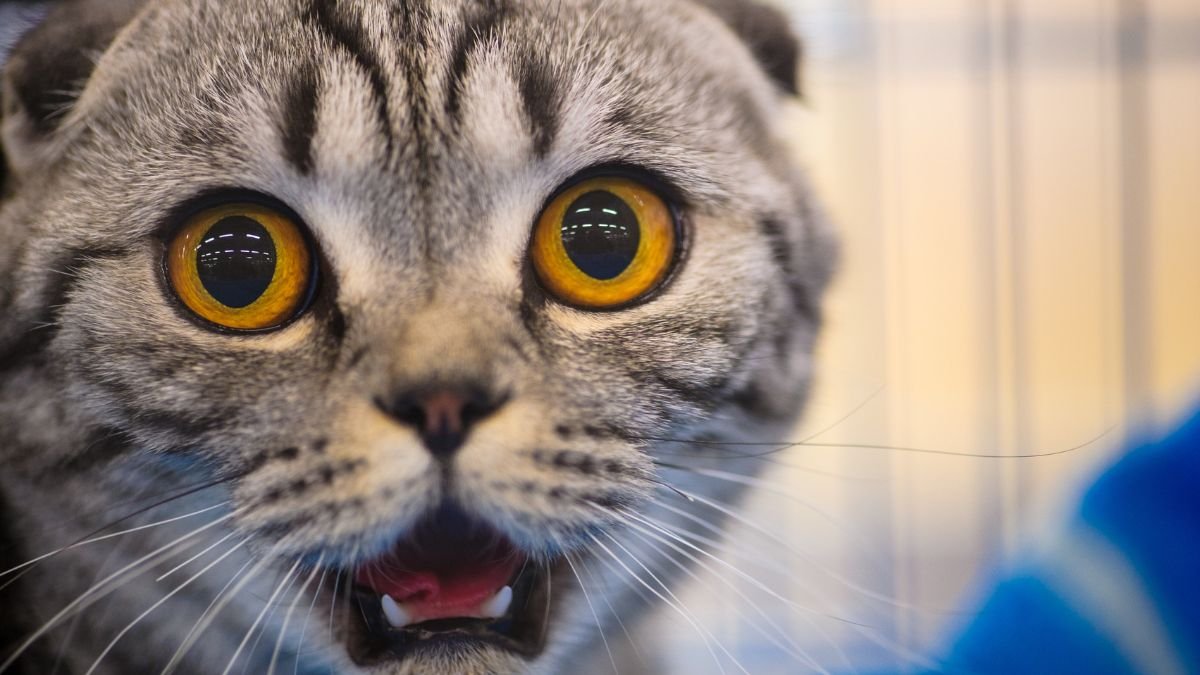 Pulo do gato
