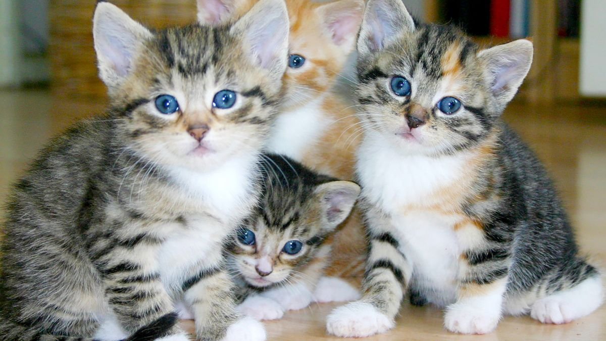 Preparar a casa para o filhote de gato