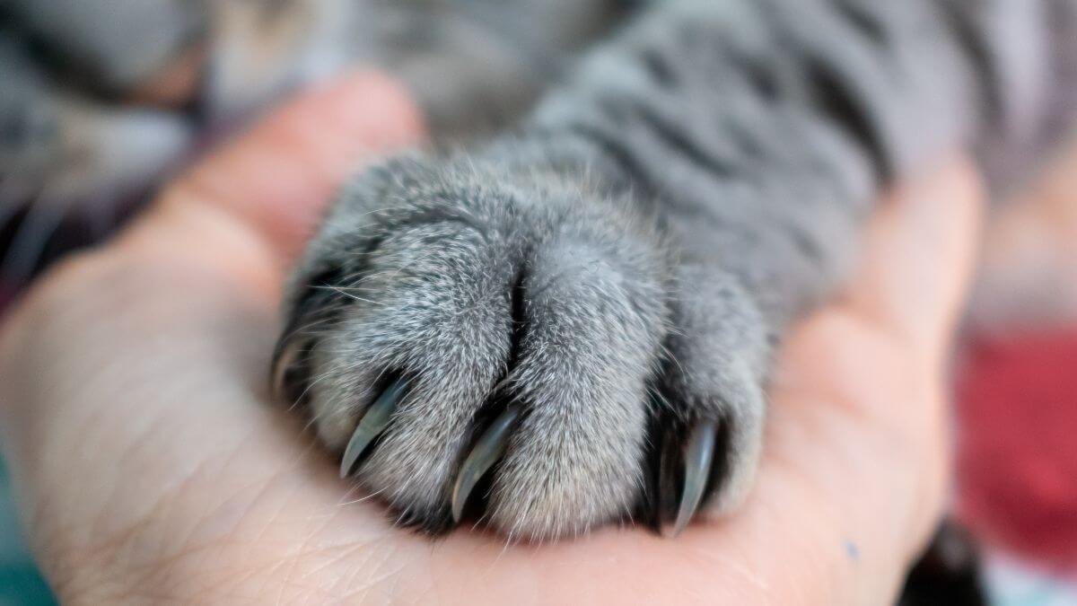 Para que servem as unhas dos gatos?