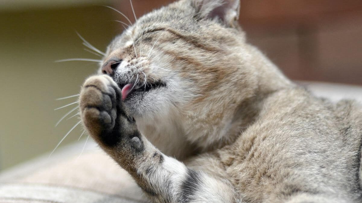 Por que os gatos se lambem?
