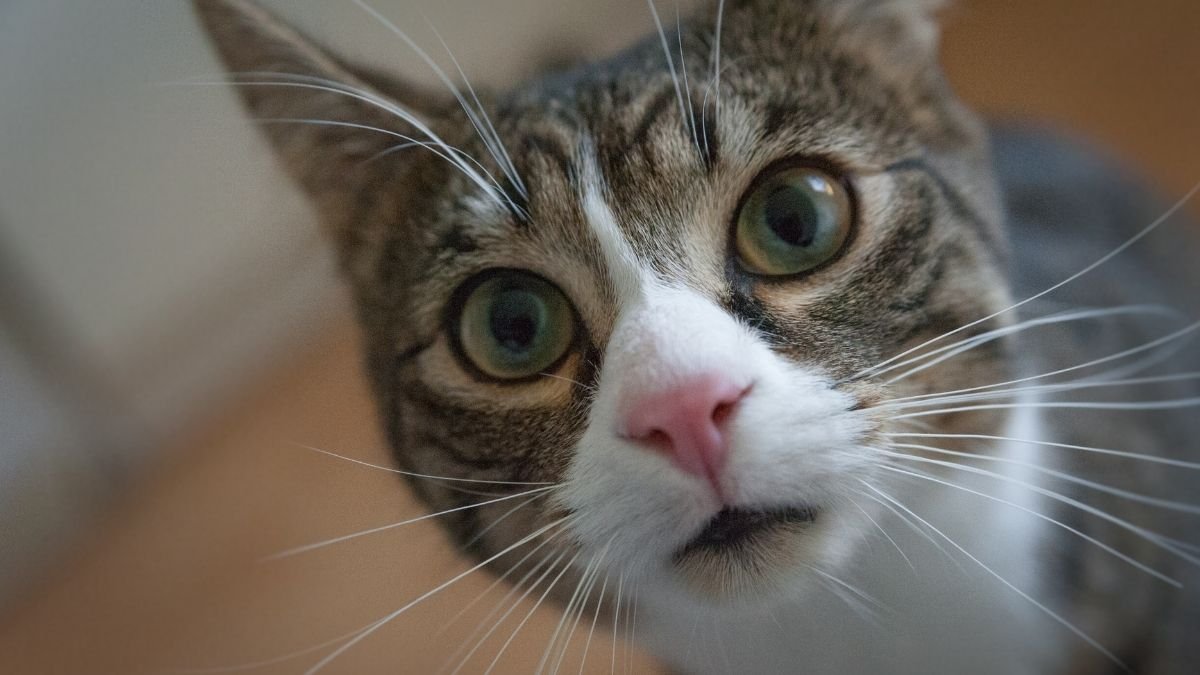 Personalidade felina