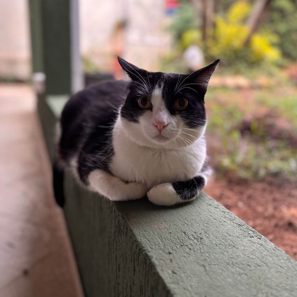 Gato Frajola
