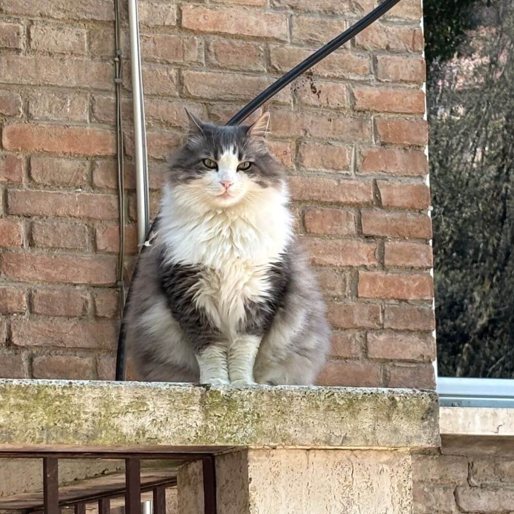 Brinquedos para gatos
