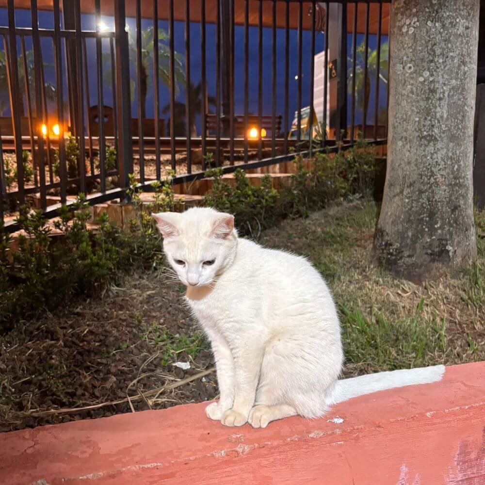 Gato Branco