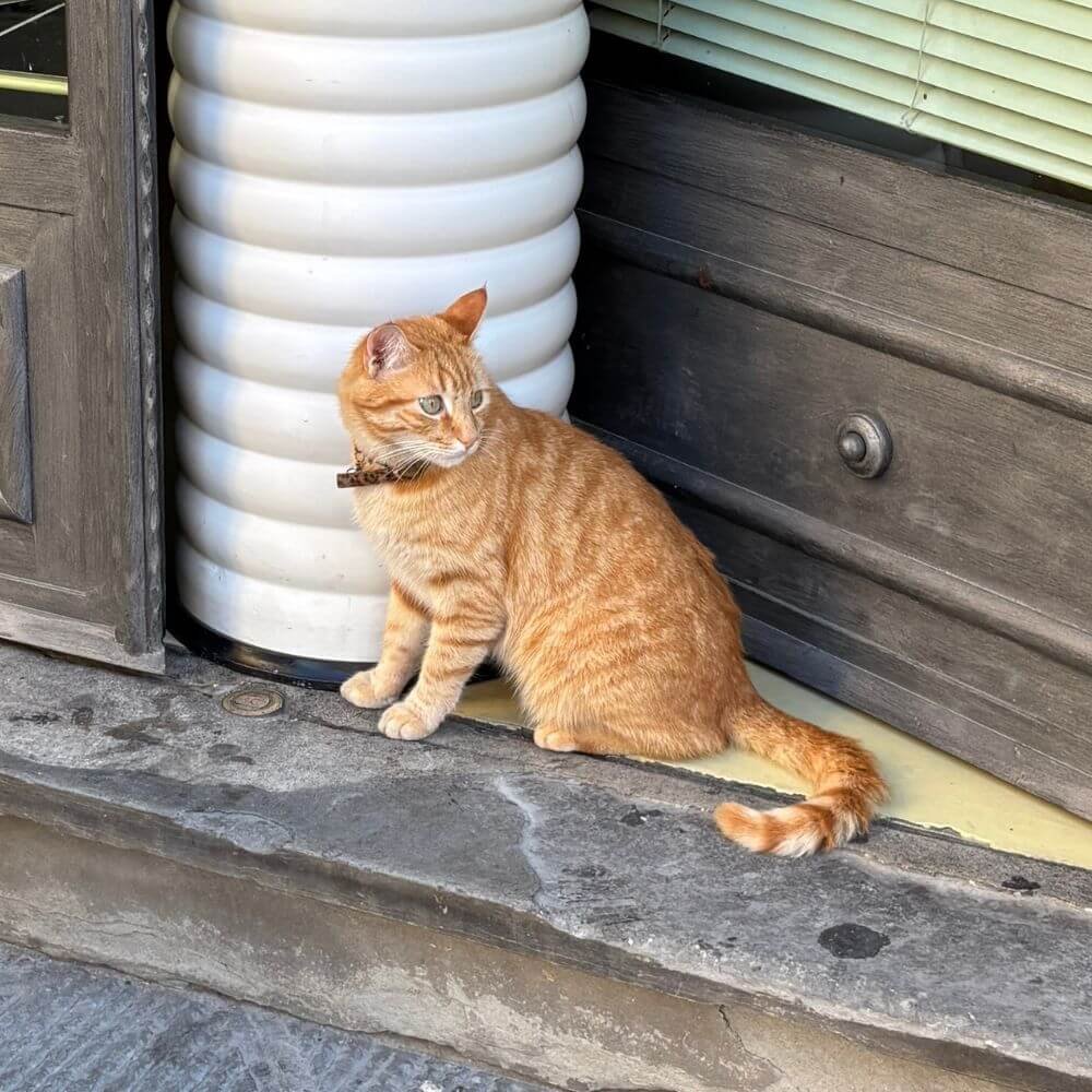 Gato Amarelo