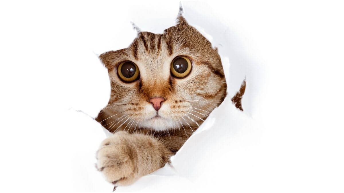 Curiosidades sobre gatos