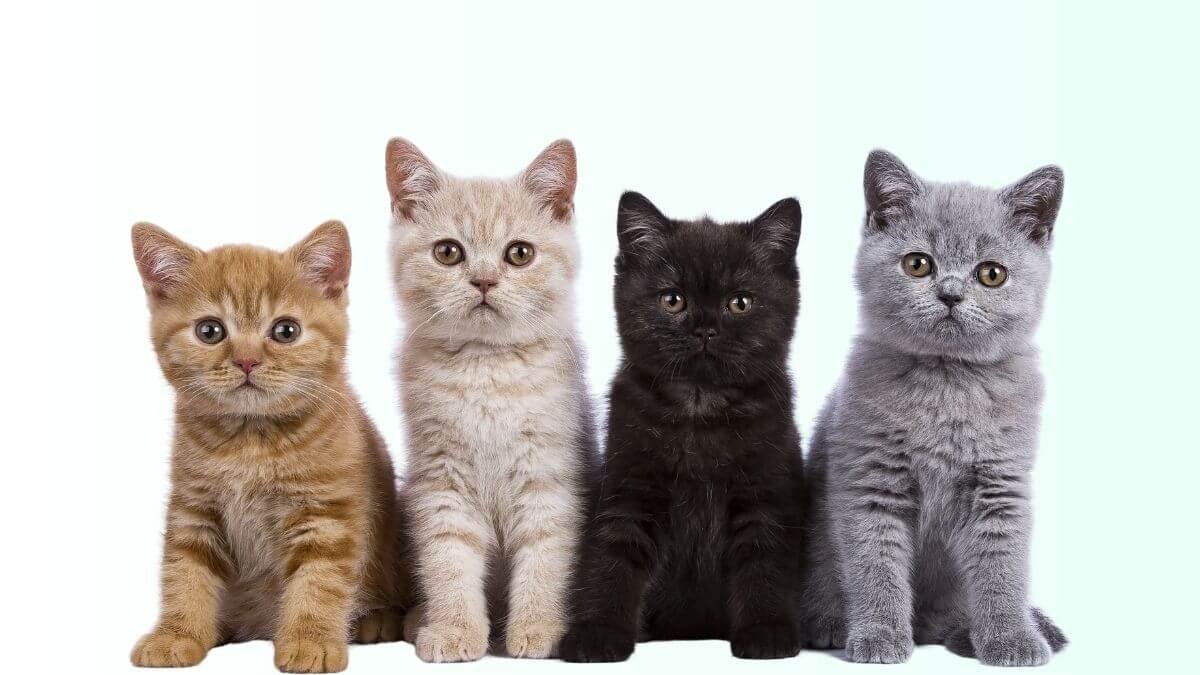 A Audição dos Gatos: Por que os Felinos Ouvem Muito Melhor que os Humanos?