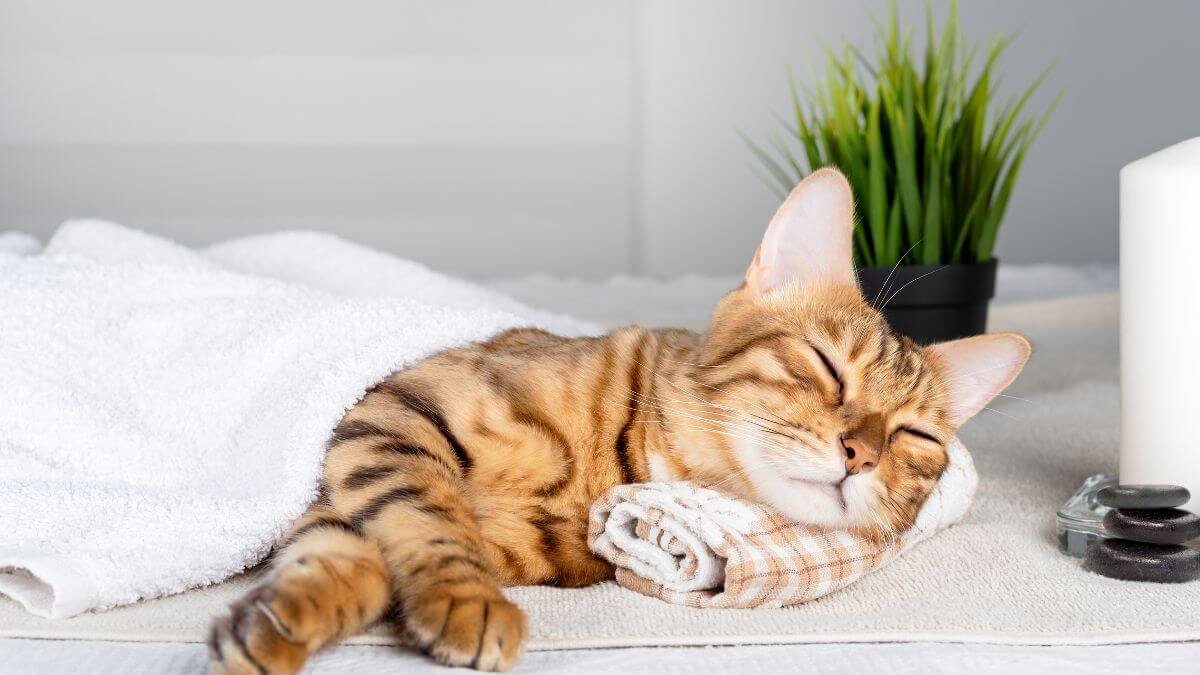 quantas horas um gato dorme