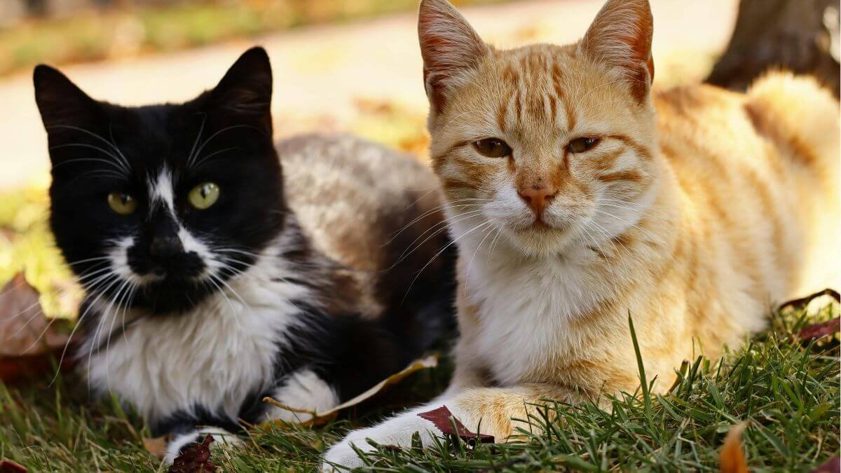 Produtos para gatos