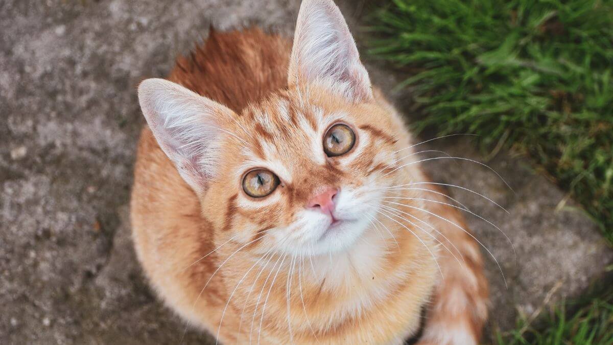 Comida para gatos