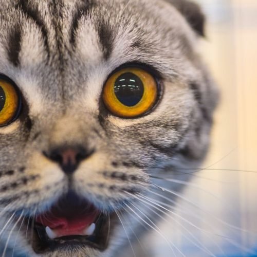 Pulo do gato