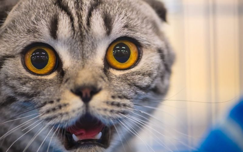 Pulo do gato