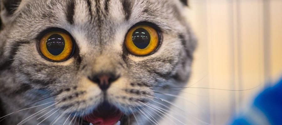 Pulo do gato