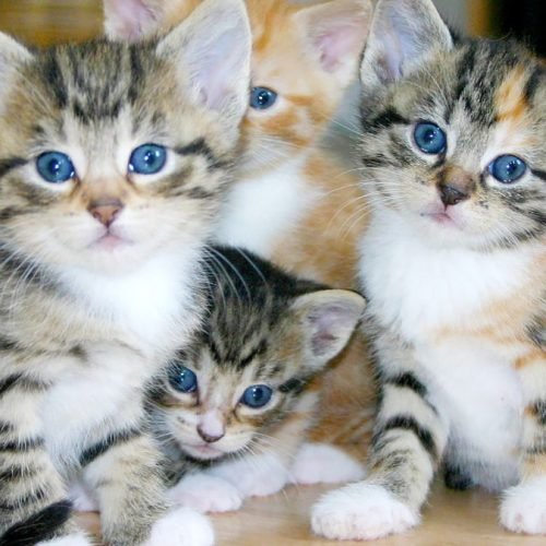Preparar a casa para o filhote de gato