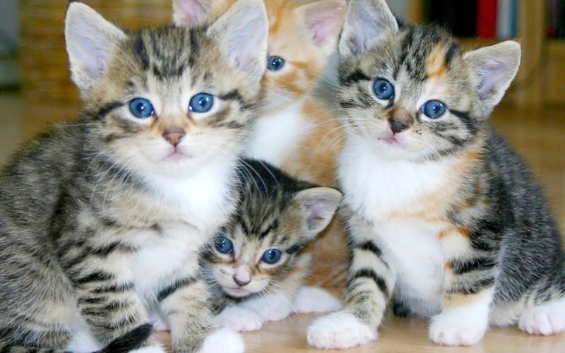 Preparar a casa para o filhote de gato
