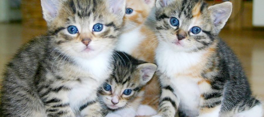 Preparar a casa para o filhote de gato