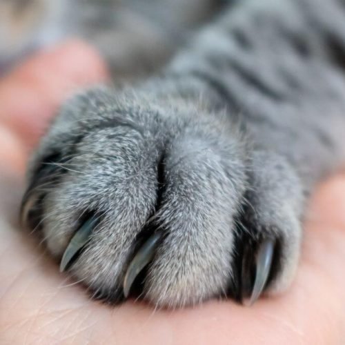 Para que servem as unhas dos gatos?