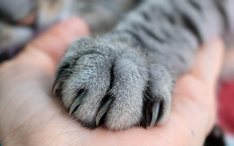 Para que servem as unhas dos gatos?