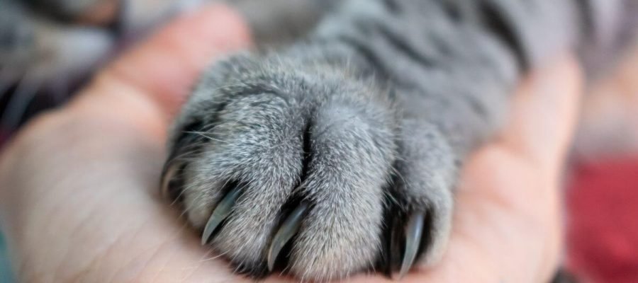 Para que servem as unhas dos gatos?