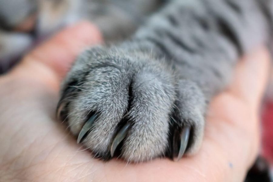 Para que servem as unhas dos gatos?