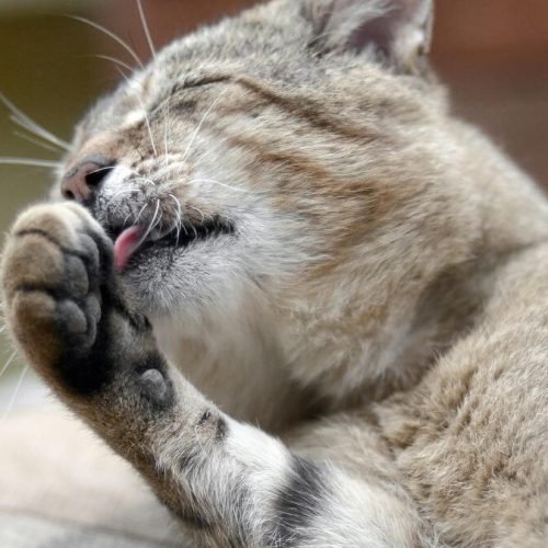 Por que os gatos se lambem?