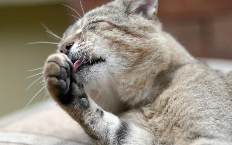 Por que os gatos se lambem?