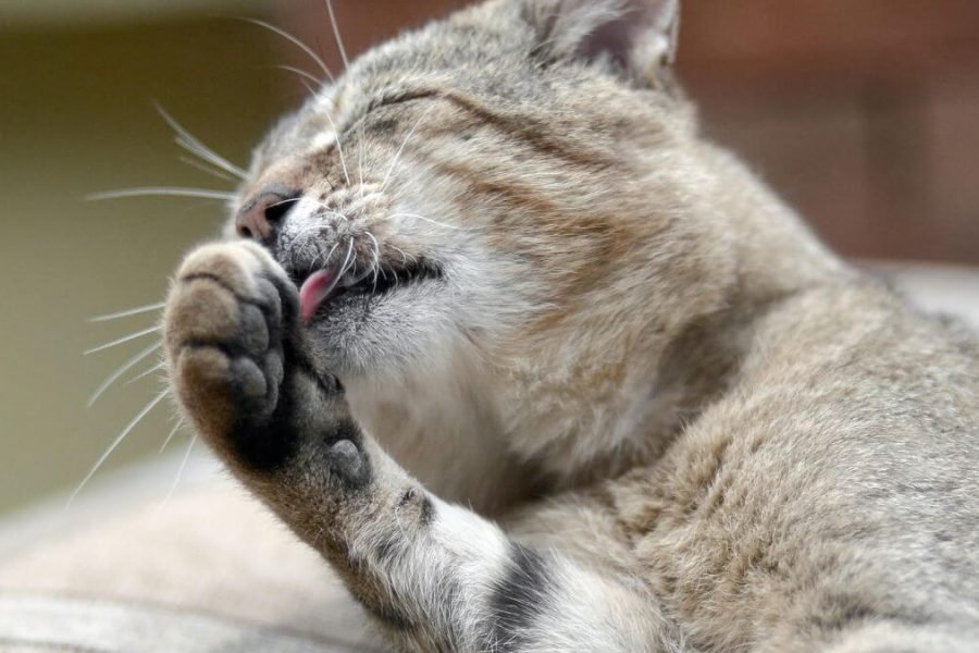 Por que os gatos se lambem?