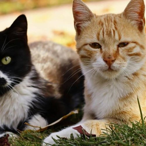 Produtos para gatos