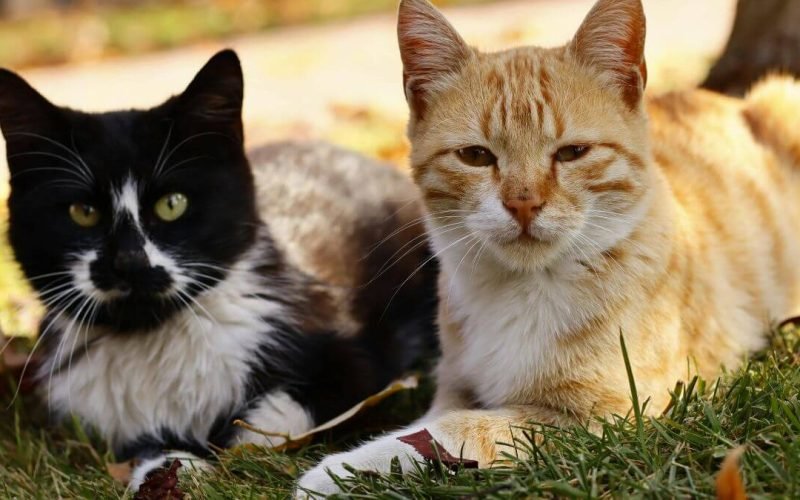 Produtos para gatos