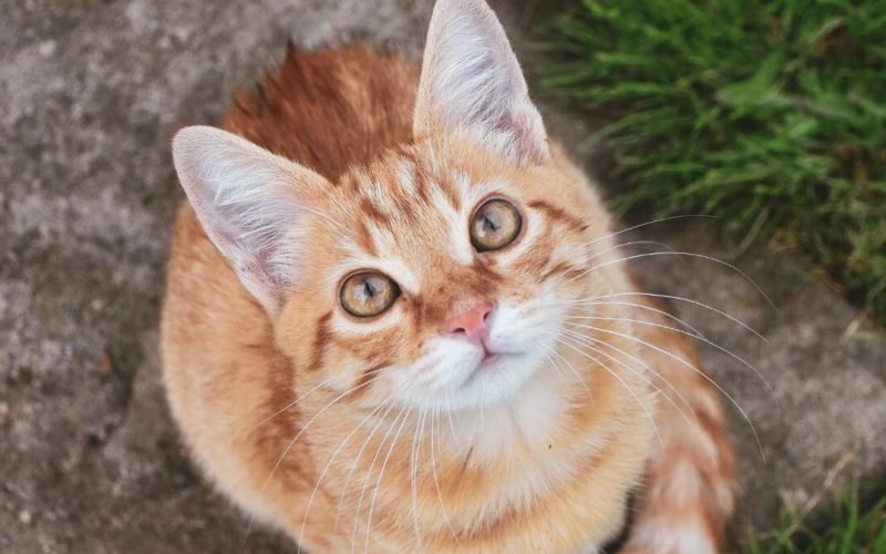 Comida para gatos