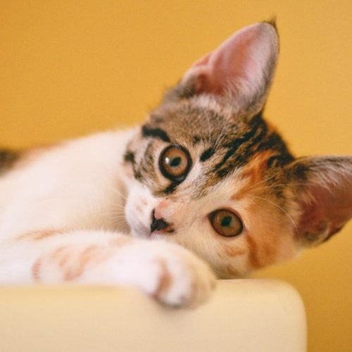 Rotina de gatos