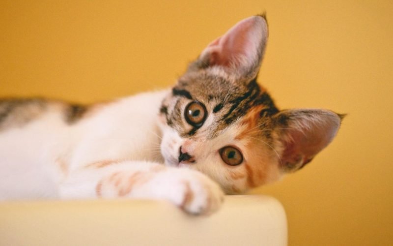 Rotina de gatos