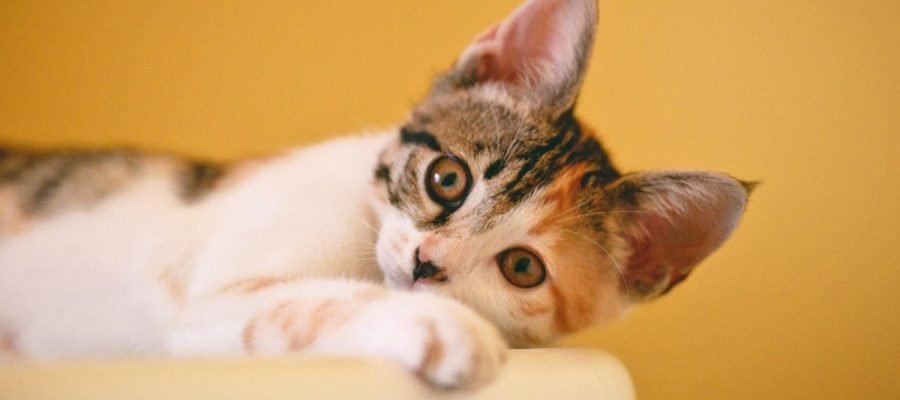 Gatos precisam de rotina?