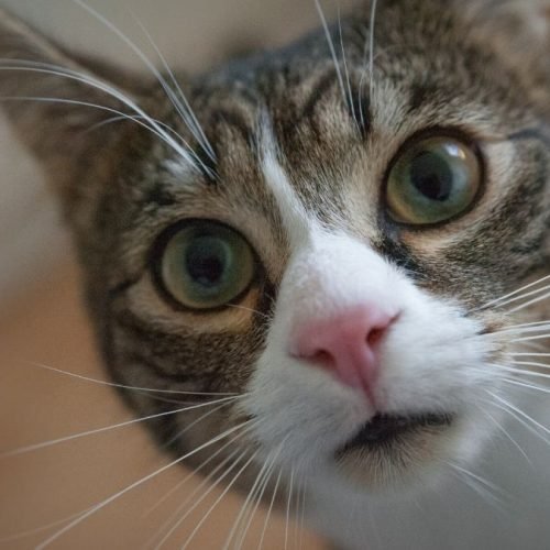 Personalidade felina