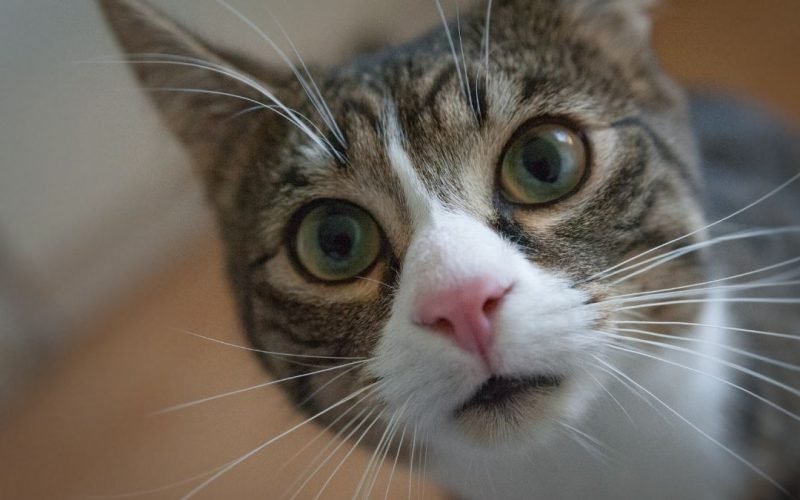 Personalidade felina