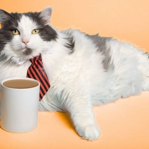 Relatos de um Gato Viajante: uma resenha emocionante que vai conquistar o coração de quem ama gatos