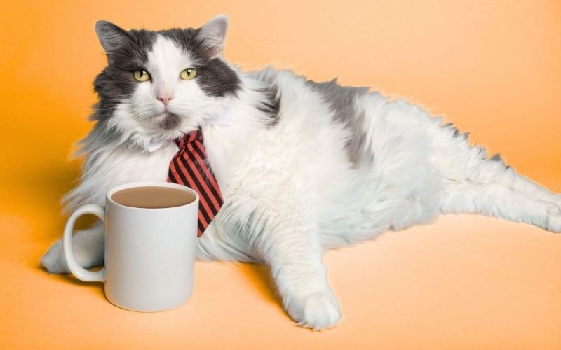 Relatos de um Gato Viajante: uma resenha emocionante que vai conquistar o coração de quem ama gatos