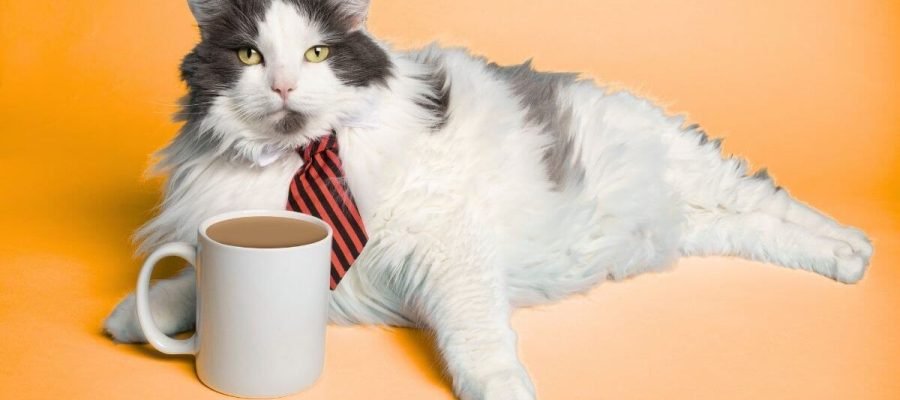 Relatos de um Gato Viajante: uma resenha emocionante que vai conquistar o coração de quem ama gatos