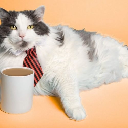 Livro relatos de um gato viajante