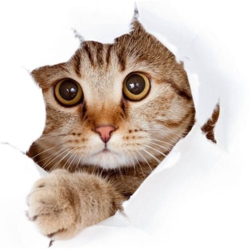 Curiosidades sobre gatos