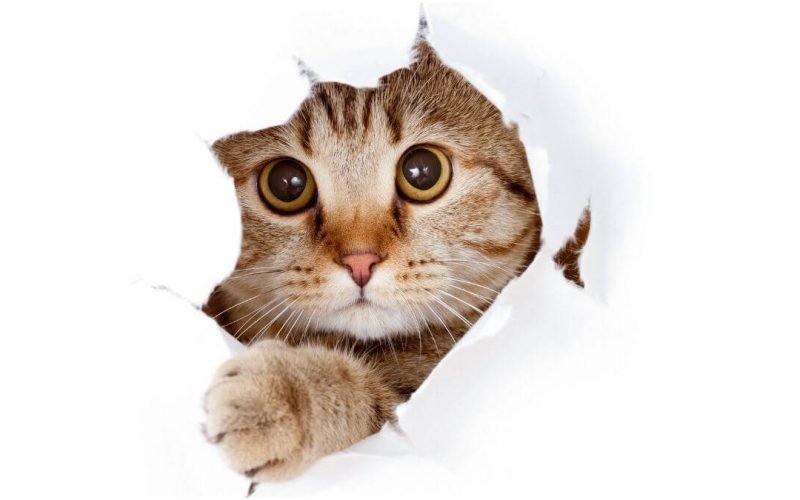 Curiosidades sobre gatos