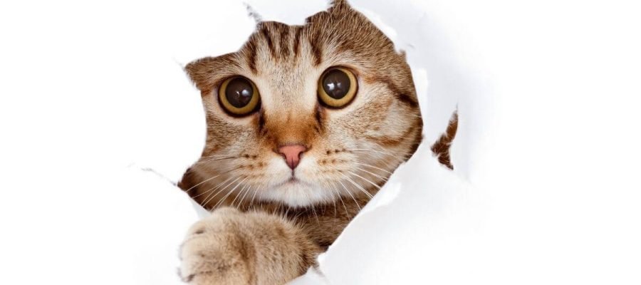 Fatos fascinantes sobre o mundo felino