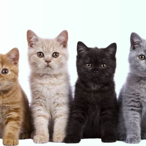 A Audição dos Gatos: Por que os Felinos Ouvem Muito Melhor que os Humanos?