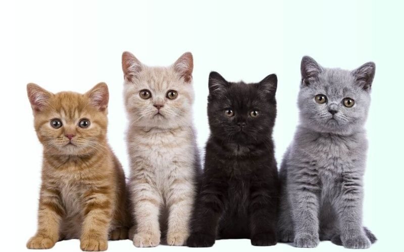 A Audição dos Gatos: Por que os Felinos Ouvem Muito Melhor que os Humanos?