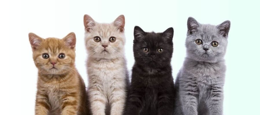 A Audição dos Gatos: Por que os Felinos Ouvem Muito Melhor que os Humanos?S