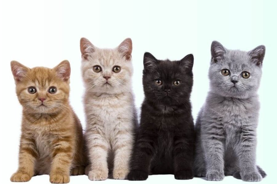 A Audição dos Gatos: Por que os Felinos Ouvem Muito Melhor que os Humanos?