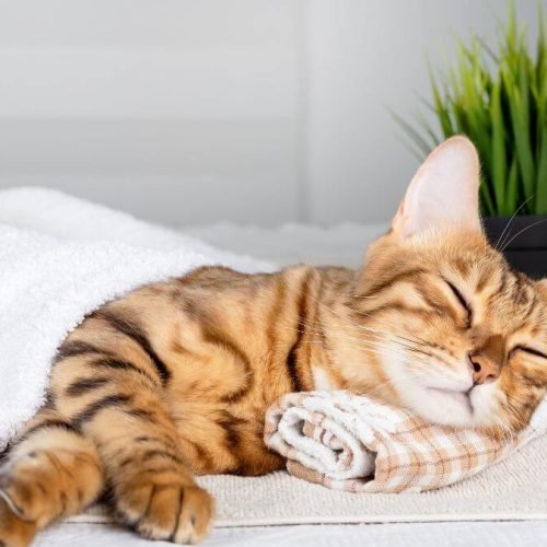 quantas horas um gato dorme