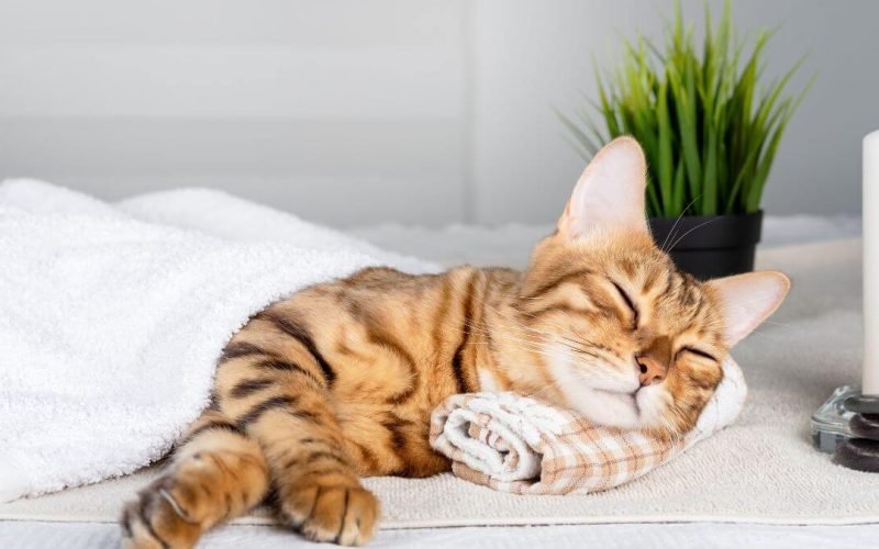 quantas horas um gato dorme