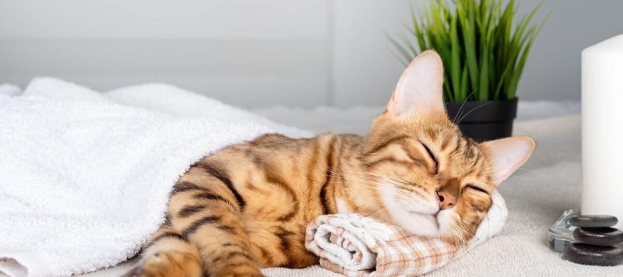 quantas horas um gato dorme